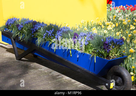 Blaue und gelbe Anzeige der Frühling Blumen im Keukenhof Gärten Stockfoto