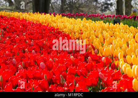 Masse Pflanzungen von roten und gelben Tulpen auf dem Keukenhof Gärten Stockfoto