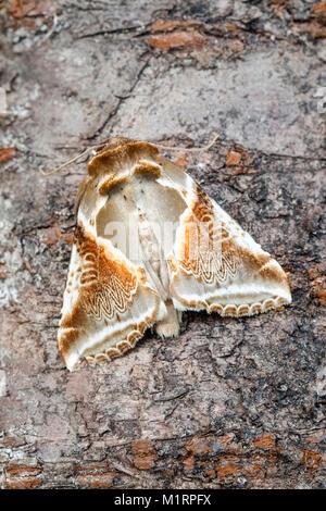 Buff Habrosyne pyritoides Bögen Motten Stockfoto