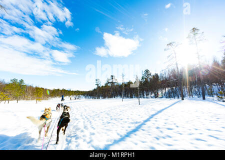 Overbygd, Norwegen. Erste Person hundeschlitten Action Shot im sonnigen Bedingungen im Winter. Stockfoto