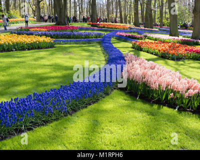 Gebogene Betten der helle blaue Traubenhyazinthen Kontrast mit Tulpen auf dem Keukenhof Gärten im Frühling Stockfoto