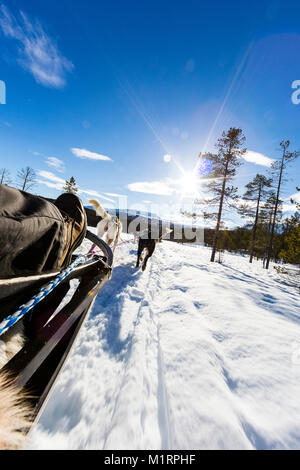 Overbygd, Norwegen. Erste Person hundeschlitten Action Shot im sonnigen Bedingungen im Winter. Stockfoto