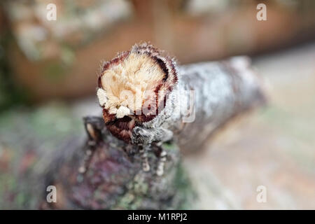 Buff Tipp Motte in Ruhe und mit Tarnung auf Silver Birch bark Phalera bucephala Stockfoto