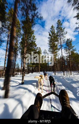 Overbygd, Norwegen. First Person hundeschlitten Action Shot im sonnigen Bedingungen im Winter. Stockfoto