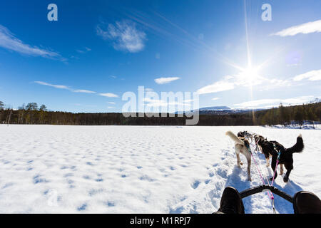 Overbygd, Norwegen. First Person hundeschlitten Action Shot im sonnigen Bedingungen im Winter. Stockfoto