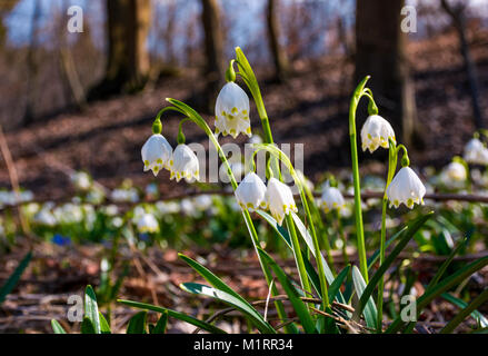 Schönen blühenden Weißen märzenbecher Blumen im Frühling. Schneeflocke auch genannt Sommer Schneeflocke oder Loddon Lilie oder Leucojum vernum auf einem Beau Stockfoto