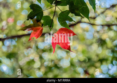 Schöne grüne und rote Ahornblätter auf Baum im Park Stockfoto