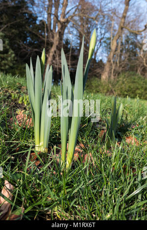 Erste knospen Daffadil Stockfoto