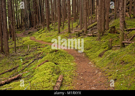 WASHINGTON - Waldboden bedeckt mit Schritt Moos Hylocomium splendends, entlang der Ross Dam Trail in den Ross Lake National Recreation Area. Stockfoto