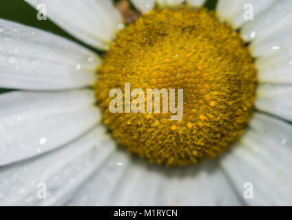 Eine Makroaufnahme eines Ochsen Auge Daisy. Stockfoto
