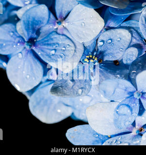 Eine Makroaufnahme einer blauen Hortensie Hüllblätter, die Regentropfen fallen. Stockfoto