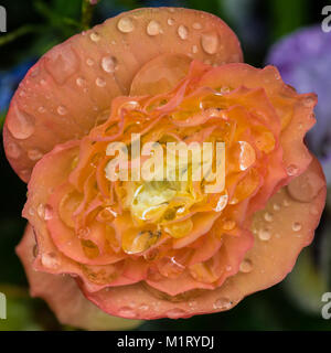 Eine Makroaufnahme eines nassen Begonia Illumination blühen. Stockfoto