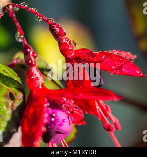 Eine Makroaufnahme von Regentropfen, die auf einer fuchsia Blütenblatt. Stockfoto