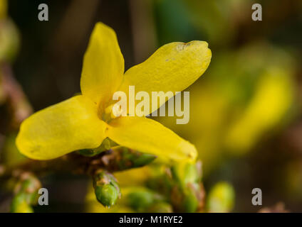 Eine Makroaufnahme eines einzigen Forsythia blühen. Stockfoto