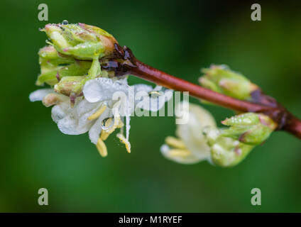 Eine Makroaufnahme von einigen weissen Geißblatt Blüten. Stockfoto