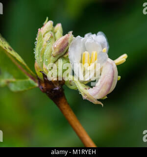 Eine Makroaufnahme eines weißen Geißblatt blühen. Stockfoto