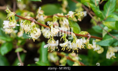 Eine Nahaufnahme einer Zweigniederlassung voller Winter geißblatt Blüten. Stockfoto