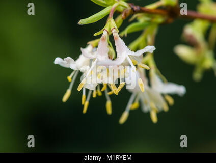 Eine Makroaufnahme von einigen weiß winter Geißblatt bush blossom. Stockfoto