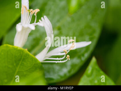 Eine Makroaufnahme der weissen Blüten eines Winters geißblatt Bush. Stockfoto