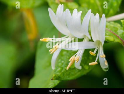 Eine Makroaufnahme von einigen weiß winter Geißblatt Blüten. Stockfoto