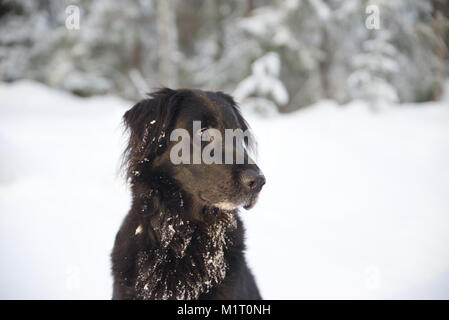 Black Dog das ist eine Mischung zwischen Schäferhund und Flatcoat Retriever draußen im Schnee. Stockfoto