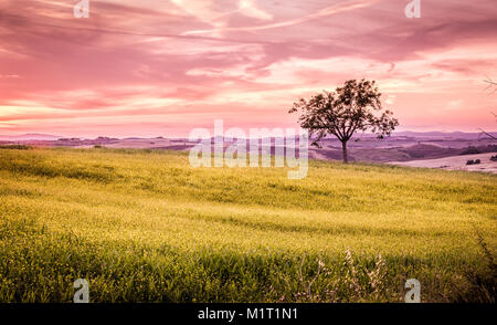 Silhouette von einem einsamen Baum und schönen Sonnenuntergang Himmel im Hintergrund Stockfoto