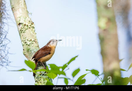 Carolina-Waldsänger, der auf einem Baumast im Lettuce Lake Park in Tampa, Fl.sitzt Stockfoto