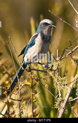 Flordia scrub-Jay im Bereich der Oscar Scherer State Park, Florida Stockfoto