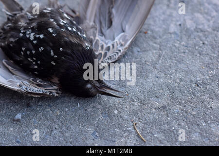 Tote Black Bird spread-eagle Am grauen Gehweg. Stockfoto