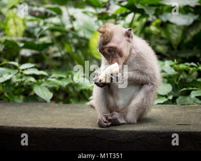 Baby macaque Affen essen Bananen im Sitzen. Affenwald von Ubud, Bali, Indonesien Stockfoto