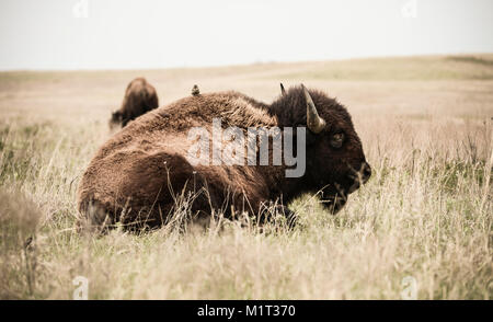 Bison, Tallgrass Prairie Preserve, Pawhuska, Oklahoma, USA Stockfoto