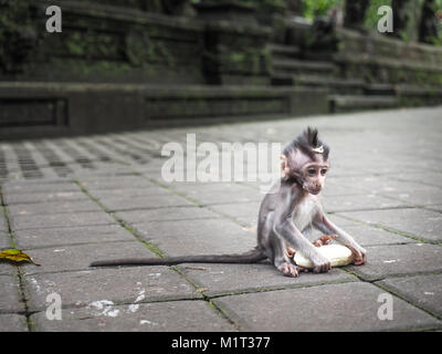 Little Baby - Affen im Affenwald von Ubud, Bali, Indonesien. Stockfoto