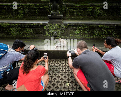 Eine Gruppe von geduckt internationale Touristen, die Bilder von einem Affen mit seinem Baby in der Heiligen Affenwald in Ubud. Bali Indonesien 27. Dezember 2017 Stockfoto