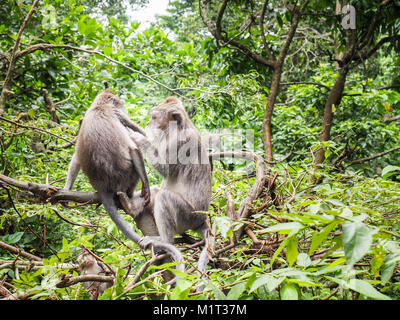 Die Krabbe - Essen Makaken (Macaca fascicularis), auch bekannt als die Long-tailed macaque, ist ein cercopithecine Primas in Südostasien. Stockfoto