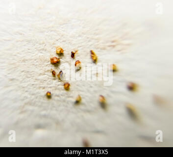 Parasiten auf ein Blatt Papier. Von der Haut Parasiten extrudiert. Acari Parasiten. Stockfoto