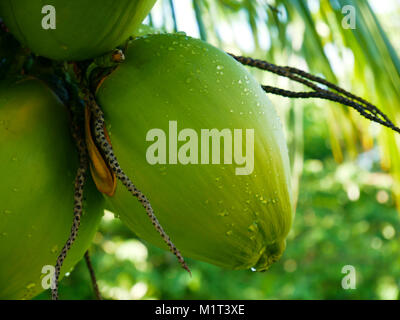 Vegetation der Riviera Maya, Mexiko Stockfoto