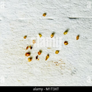 Parasiten auf ein Blatt Papier. Von der Haut Parasiten extrudiert. Acari Parasiten. Stockfoto