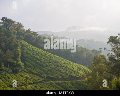 Teeplantagen in Munnar Kerala, Indien Stockfoto