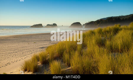 Sanddünen und Gräser am Strand, Cannon Beach, Oregon, USA Stockfoto