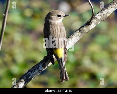 Gelbe rumped Warbler (Setophaga coronata), weiblich, (Myrtle), hellbraune Vogel mit leuchtend gelben Hinterteil im Winter. Gainesville, Florida, USA. Stockfoto