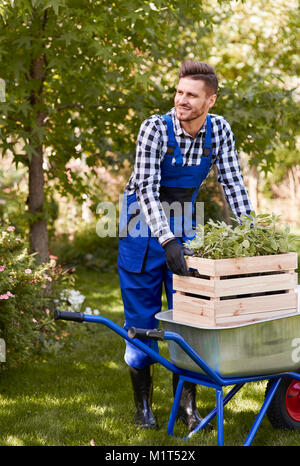 Gärtner anheben Holzkiste mit Sämling Stockfoto