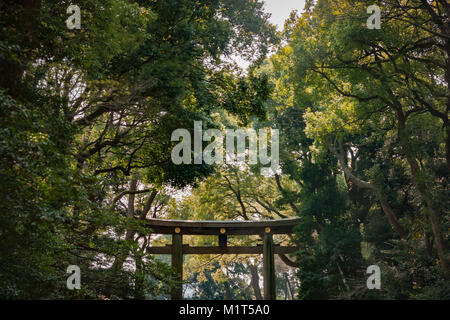 Bewaldeten Shinto Tor Yoyogi Park (Yoyogi Koen), Shibuya, Tokio. Stockfoto