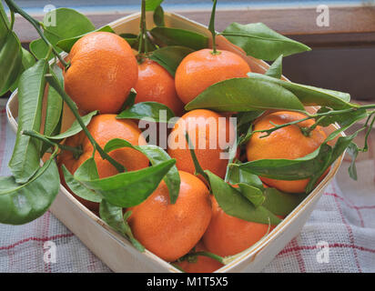 Einen Eimer frischer Orangen mit grünen Blättern Stockfoto