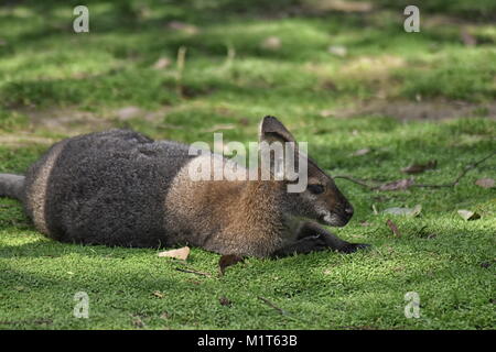 Rote Känguru (Macropus rufus) zur Festlegung Stockfoto