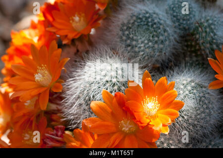 Blühende Kakteen Rebutia densiseta fiebrigii Var. Stockfoto