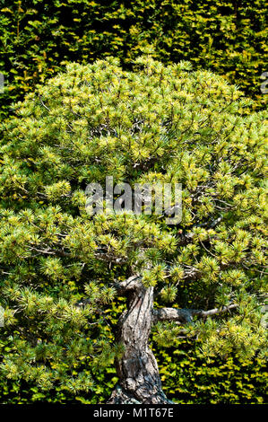 Pinus parviflora Bonsai Baum, Japanische white pine Group Stockfoto