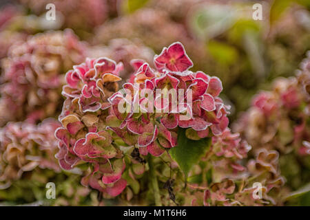 Die eisige Blumen der Winter - frosted Hortensie mit Reifen Stockfoto
