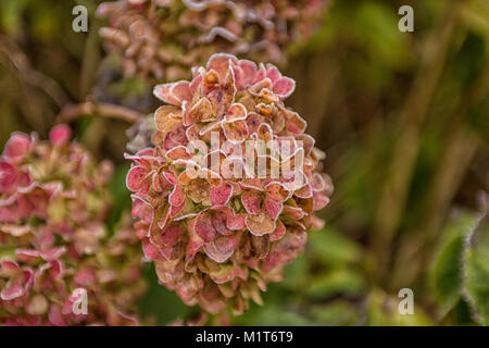 Die eisige Blumen der Winter - frosted Hortensie mit Reifen Stockfoto