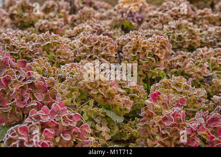 Die eisige Blumen der Winter - frosted Hortensie mit Reifen Stockfoto