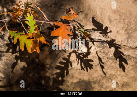 Herbst Gambel Eiche Quercus gambelii, Blätter und Schatten in Salt Creek Canyon im Needles District des Canyonlands National Park, Utah, USA Stockfoto